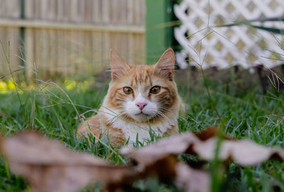 Portrait of a cat on field