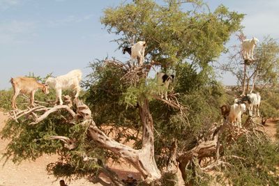 Horses on tree against sky