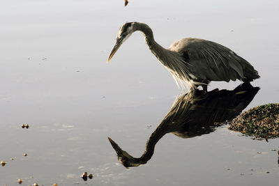 High angle view of gray heron on lake