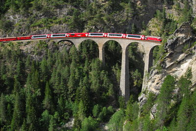 Train passing by bridge in forest