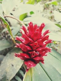 Close-up of red flower