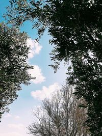 Low angle view of trees against sky
