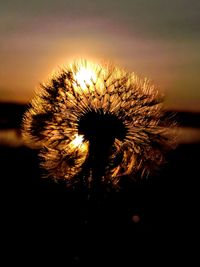 Close-up of silhouette dandelion against sky during sunset