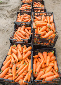 Freshly harvested carrots in boxes. eco friendly vegetables ready for sale. summer harvest.