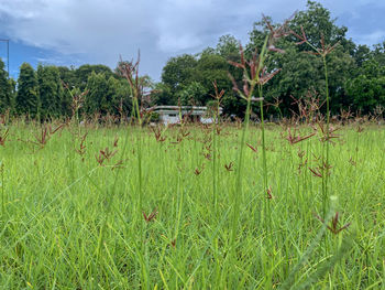 Scenic view of trees on field against sky