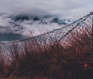 Plants growing on land against sky