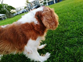 Close-up of dog on grass