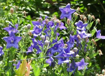 Close-up of purple flowers blooming outdoors