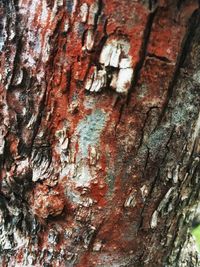 Full frame shot of tree trunk