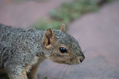 Squirrel close up