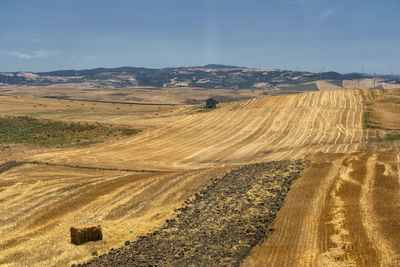 Scenic view of agricultural field against sky