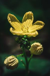 Close-up of yellow flower