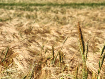 Field of unripe cereals. field in sun. wheat, oat, rye, barley. unripe field of agricultural crop