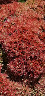 High angle view of pink flowering plants