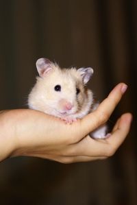 Cropped image of person holding hamster