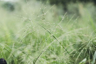 Close-up of water drops on spider web