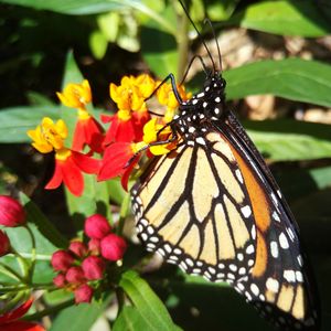 Butterfly perching on flower
