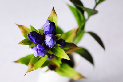 Close-up of purple flowers against white background