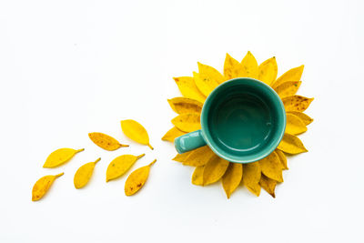 High angle view of yellow flower against white background