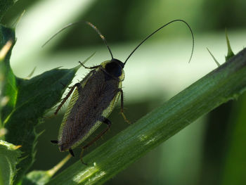 Close-up of butterfly on leaf