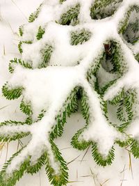 High angle view of plants during winter