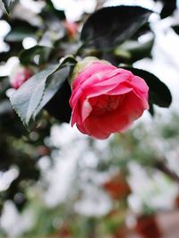 Close-up of pink rose