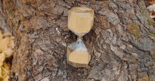 Close-up of carving on tree trunk