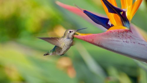 Close-up of bird flying