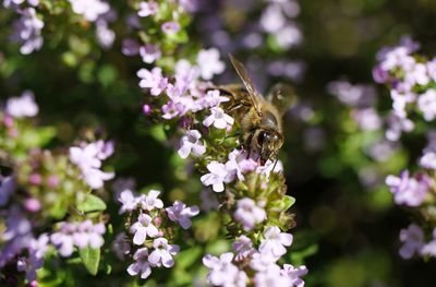 Close-up of bee pollinating on purple flower