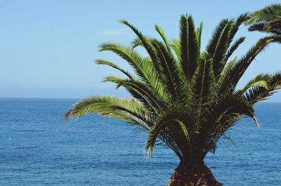 Palm tree by sea against clear sky