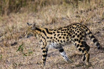 Full length of a cat walking on field