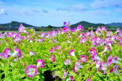 Close-up of pink flowering plants on field