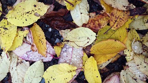 Full frame of leaves on ground