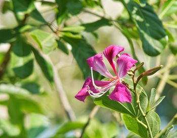 Close-up of pink flowering plant