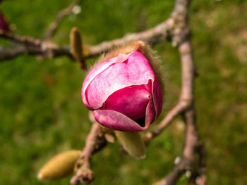 Close-up of pink flower growing on tree