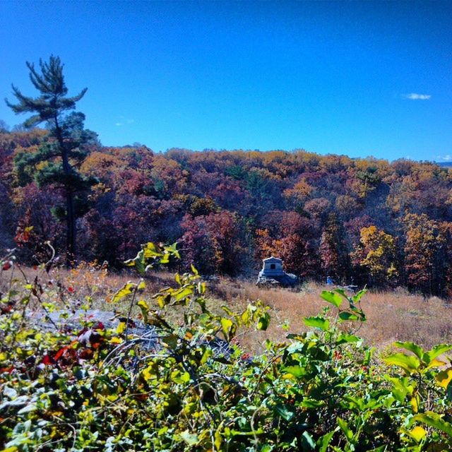 clear sky, blue, copy space, tree, tranquil scene, tranquility, beauty in nature, mountain, landscape, scenics, growth, nature, plant, sunlight, non-urban scene, day, field, hill, idyllic, outdoors