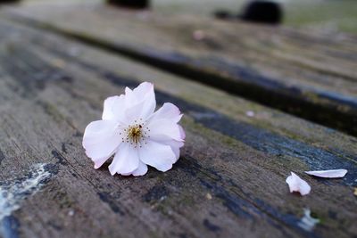 Close-up of white flower on wood