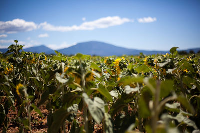 Close-up of crops growing on field against sky