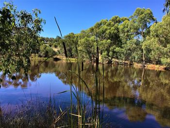 Reflection of trees in lake against blue sky