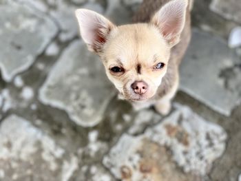 High angle portrait of a dog