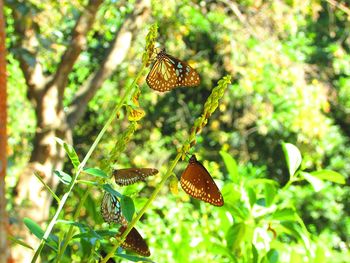 Butterfly on leaf