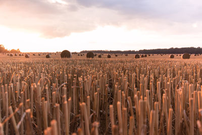 Wheat field against sky