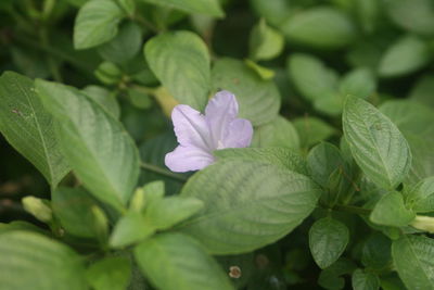 Close-up of purple flowering plant leaves