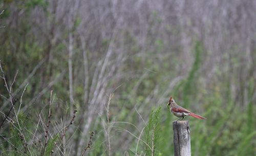 Close-up of bird perching on branch