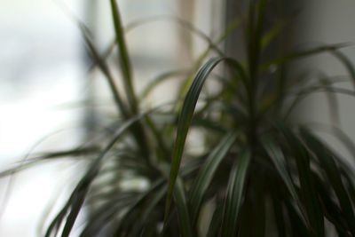 Close-up of fresh green grass