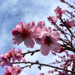 Low angle view of pink flowers blooming against sky