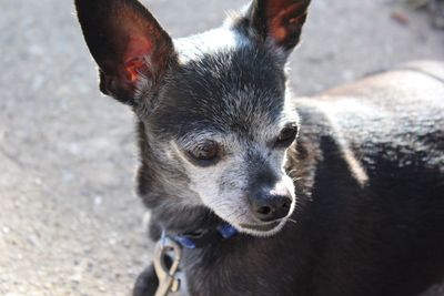 Close-up portrait of dog