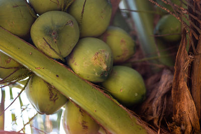 Close-up of fruits for sale