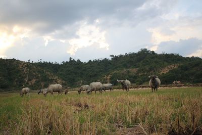 Sheep grazing on grassy field against cloudy sky