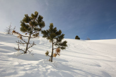 Trees on snow covered field against sky